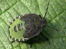 Palomena prasina nymph