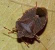 Palomena prasina