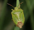 Palomena prasina