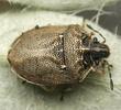 Podops inuncta