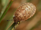 Podops inuncta