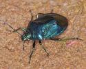 Zicrona caerulea nymph