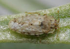 Parapiesma quadratum