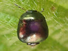 Coptosoma scutellatum
