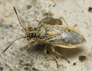 Bracycarenus tigrinus