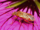 Liorhyssus hyalinus