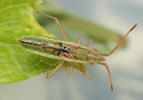 Myrmus miriformis