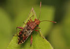 Rhopalus subrufus
