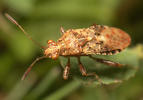 Rhopalus subrufus teneral
