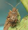 Stictopleurus abutilon