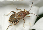 Stictopleurus punctatonervosus