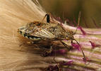 Stictopleurus punctatonervosus