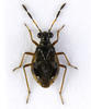Chartoscirta cocksii