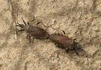Dicranocephalus agilis