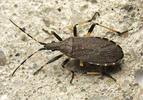 Dicranocephalus medius