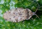 Tingis cardui