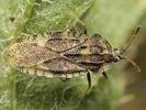 Tingis cardui