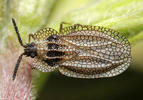Kalama tricornis