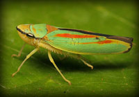 Enter Homoptera Gallery