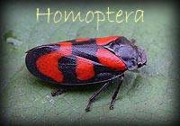 Enter Homoptera Gallery