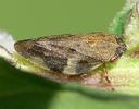 Aphrophora alni