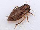 Agallia brachyptera