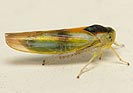 Alebra albostriatella