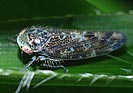 Allygus mixtus