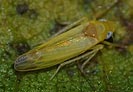 Alnetoidea alneti
