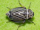 Anoscopus flavostriatus