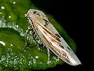 Ba;lclutha punctata