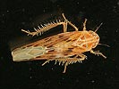 Balclutha punctata
