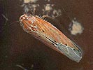 Balclutha punctata