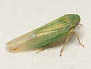 Balclutha punctata