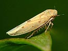 Balclutha punctata