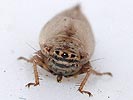 Doratura stylata