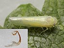 Edwardsiana ishidae