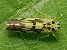 Eupteryx aurata
