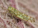 Eupteryx decemnotata]