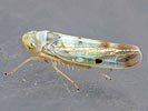 Eupteryx signatipennis