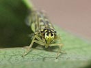 Eupteryx urticae