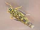 Eupteryx urticae