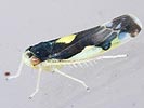 Eupteryx vittata