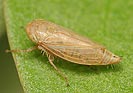 Conosanus obsoletus