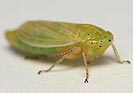 Graphocraerus ventralis