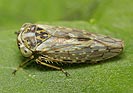 Iiocerus herrichi