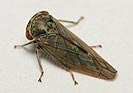 Idiocerus stigmaticalis