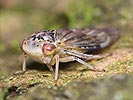 Idiocerus stigmaticalis