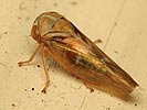 Tremulicerus vitreus