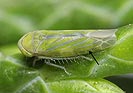 Liguropia juniperi
